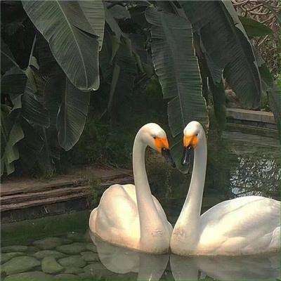 海绵宝宝山地自行车